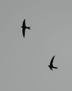 Plain Swift
