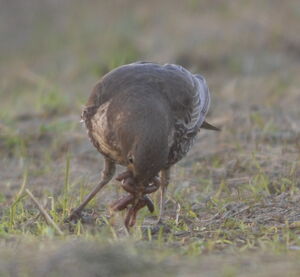 Ring Ouzel 
&copy; Marc Fasol