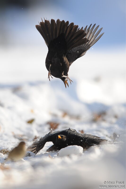 Common Blackbird male adult post breeding, feeding habits, Behaviour