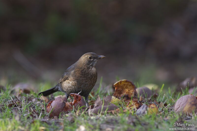 Common Blackbird female, identification, feeding habits