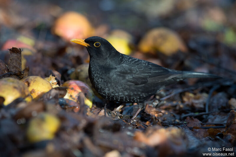 Common Blackbird male adult post breeding