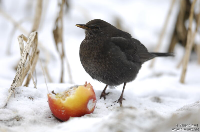 Common Blackbirdimmature, feeding habits, Behaviour
