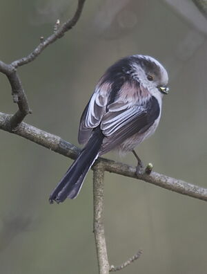 Long-tailed Tit