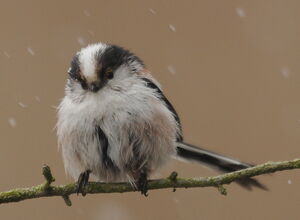 Long-tailed Tit