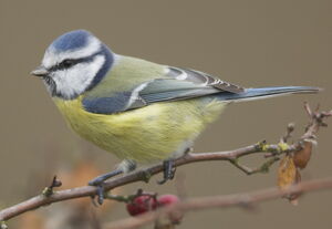 Eurasian Blue Tit