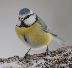 Eurasian Blue Tit