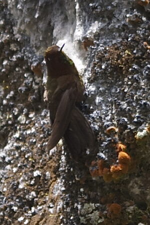 Coppery Metaltail