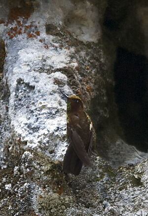 Coppery Metaltail