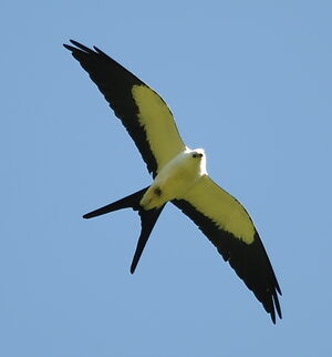 Swallow-tailed Kite