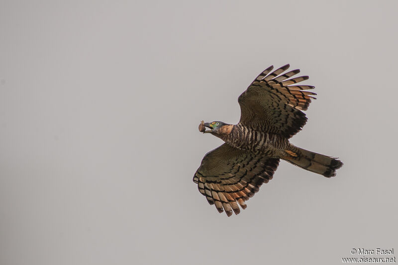 Hook-billed Kite female adult, Flight, eats