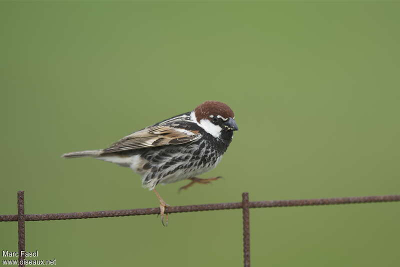 Spanish Sparrow male adult breeding, Behaviour