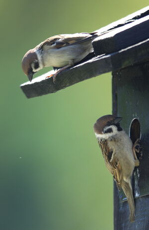Eurasian Tree Sparrow 
&copy; Marc Fasol