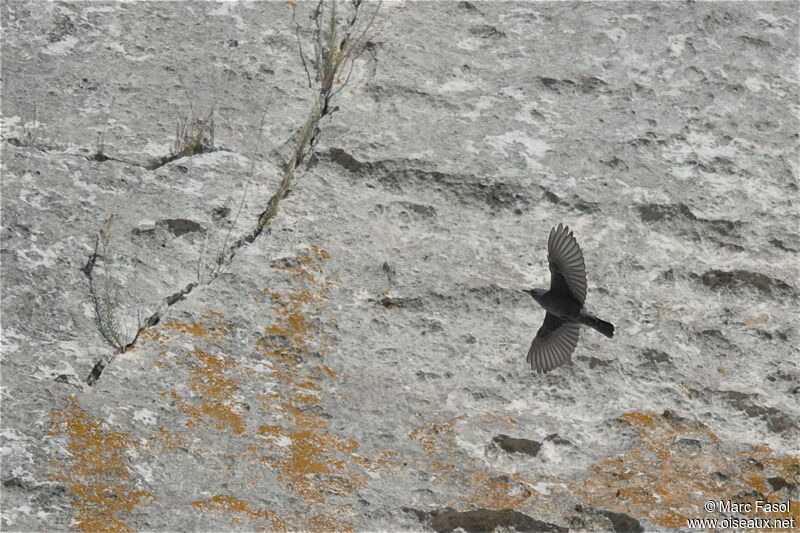 Blue Rock Thrush male, Flight