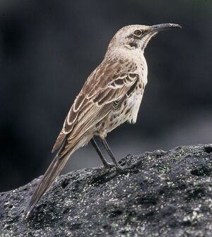 Hood Mockingbird