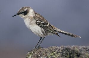 Galapagos Mockingbird