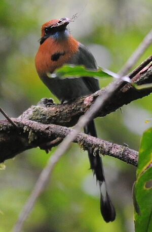 Broad-billed Motmot