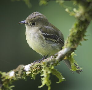 Moucherolle � ventre jaune