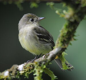 Yellow-bellied Flycatcher