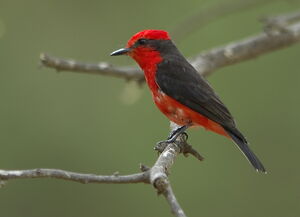 Vermilion Flycatcher