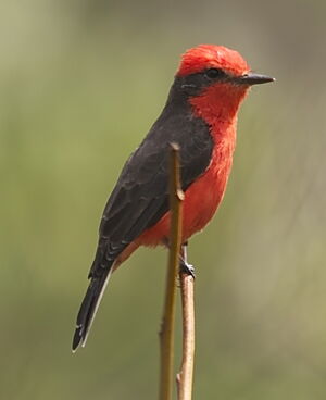 Vermilion Flycatcher