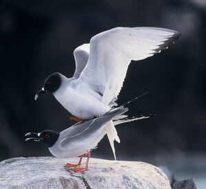 Swallow-tailed Gull