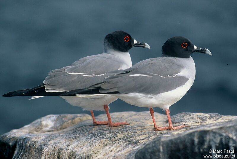 Swallow-tailed Gull adult breeding