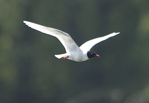 Mediterranean Gull 
&copy; Marc Fasol