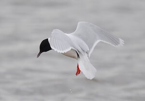 Mouette pygmée