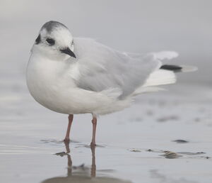 Mouette pygmée