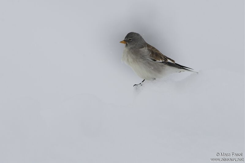 White-winged Snowfinchadult post breeding, identification