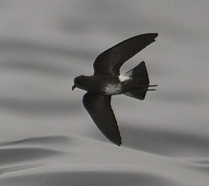 Elliot's Storm Petrel