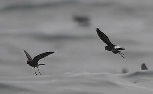 Elliot's Storm Petrel