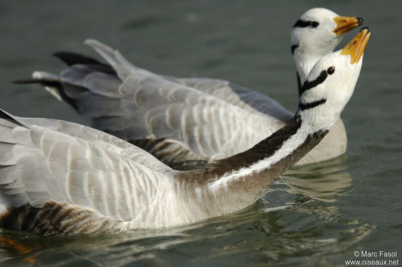 Bar-headed Goose, Reproduction-nesting, Behaviour