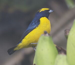 Yellow-crowned Euphonia