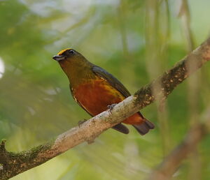 Olive-backed Euphonia