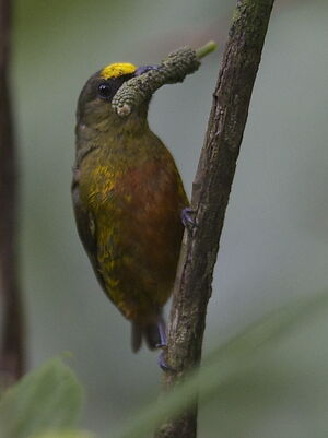 Olive-backed Euphonia