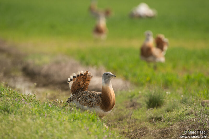 Great Bustard, courting display