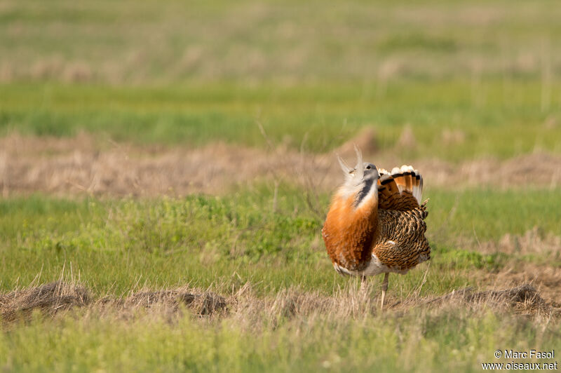 Great Bustard male adult breeding, identification, courting display