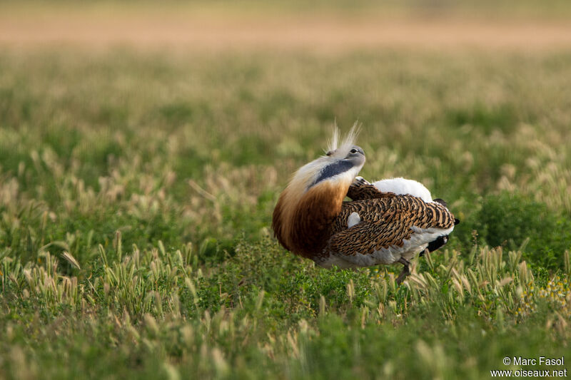 Great Bustard male adult, courting display