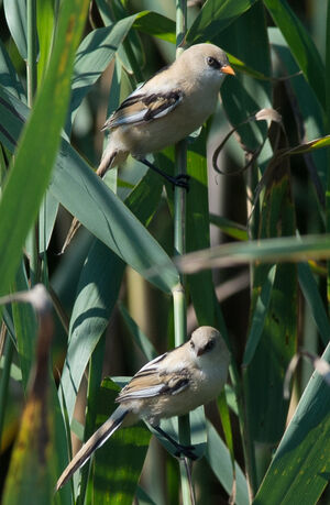 Bearded Reedling