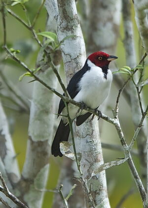 Red-capped Cardinal