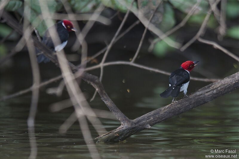 Red-capped Cardinal adult, identification, feeding habits, Behaviour