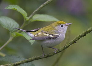 Paruline � flancs marron