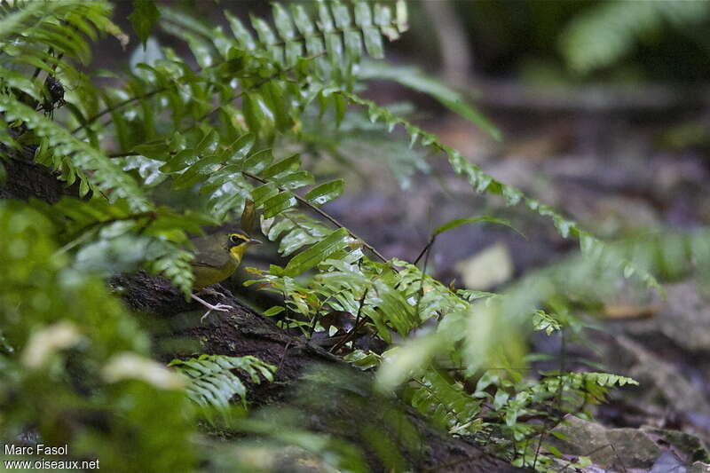 Kentucky Warbler male adult post breeding, habitat, Behaviour