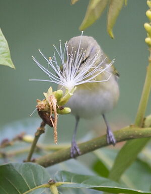 Tennessee Warbler