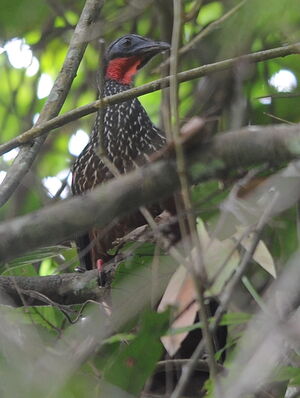 P�n�lope de Spix