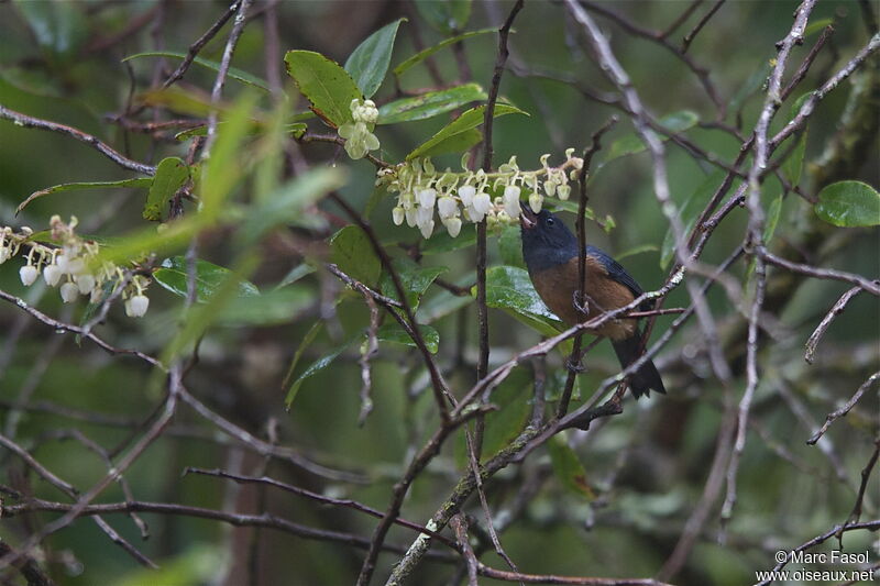 Cinnamon-bellied Flowerpiercer male adult breeding, identification, feeding habits, Behaviour