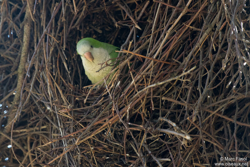 Monk Parakeetadult breeding, Reproduction-nesting