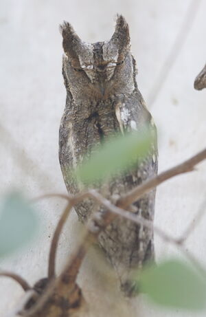 Petit-duc scops 
&copy; Marc Fasol