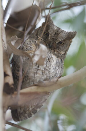 Petit-duc scops 
&copy; Marc Fasol